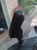 st1300 Windshield 2.jpg