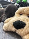 IMG_3519.jpeg