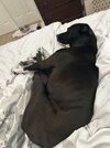 IMG_3686.jpeg