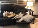Charley and Lucy Couch.jpg