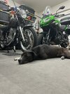 IMG_3565.jpeg