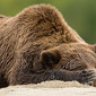 sleepngbear